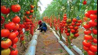 Harvest like crazy! "The way folks Harvest Tomatoes is lightning fast."