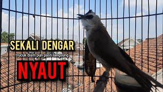 trucukan gacor NGEKEK TARUNG ROPEL Pancingan trucukan agar bunyi jadikan burung trucuk gacor NYAUT