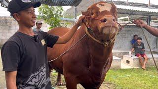 Sapi monster optimus terakhir ngonten ‼️