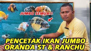 Pencetak Ikan Jumbo ‼ Breeder Ranchu dan Oranda Short Tail Tulungagung - JMR Farm