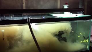 The Best Way To Cycle Your New Aquarium