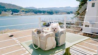 3 Awesome Travel Destinations for Pets and Humans (April Part 2)