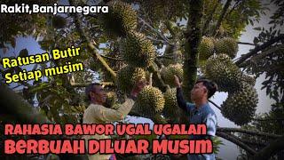 Rahasia Perawatan Murah Dan Sederhana Durian Bawor Berbuah Ugal Ugalan Diluar Musim‼️