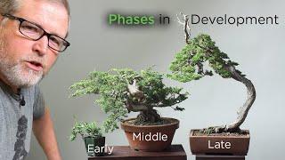 Bonsaify | Defining the Three Phases of Bonsai Development