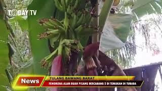 FENOMENA ALAM POHON BUAH PISANG BERCABANG 2 DI TEMUKAN DI TUBABA