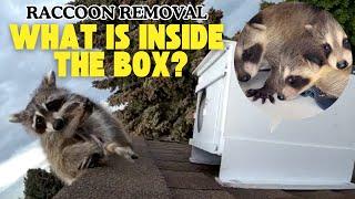 Maternal Love In The Wild | Humanely Remove & Reunite Raccoons