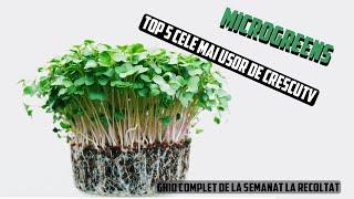 Cum să cultivi Microgreen-uri la tine ACASĂ | TOP 5 cele mai GUSTOASE și UȘOR de crescut