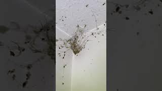 Spiders Eating Bed Bugs