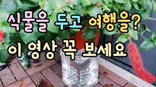 한달이상 물안줘도 죽지 않아요  저면관수 방법