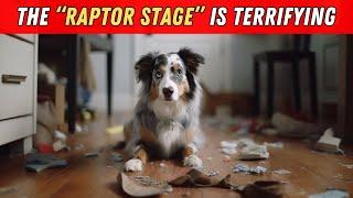 I wish I knew these BEFORE getting an Australian Shepherd