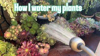 Kay's Garden - How I water my plants - December 2024