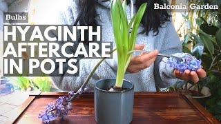 Aftercare For Hyacinths Grown In Pots! What To Do When Flowering Is Over  BG