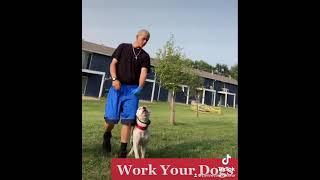 Work Your Dogs.