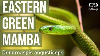 Eastern Green Mamba (Dendroaspis angusticeps) | Herping South Africa