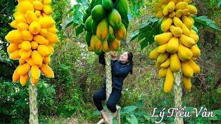 How to harvest Papaya & Goes to the Market sell - Harvesting and Cooking | Daily Life