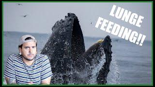 An interview with a Humpback Whale | The WildBoi Pete-cast