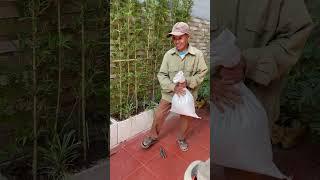 Bón trùn quế cho sân vườn #canhphong #trunquecanhphong #trangtraicanhphong #nongdan2k7