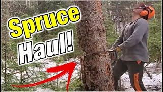 Firewood Dry Spruce Fall n' Haul - Same Day BURN 🪓 TIP @ 01:50 (#3)