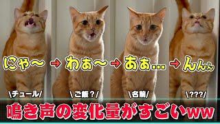 毎日鳴き声をアレンジしてくるおしゃべり上手な愛猫がこちらww