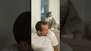 Funny cat reaction #cat #funny #comedy #memes #viralvideo #trending #shorts