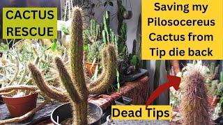 Saving my Pilosocereus Cactus from tip die back | CACTUS RESCUE #cacti #cactus #cactusplants