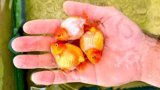 How to create thousands of baby goldfish - Complete goldfish breeding guide