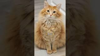 This is his favorite song  #catvideos #cat #cutecat #catlover #cuteanimal #funnycats #cute #animal