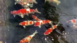 Masters of Nishikigoi #14 - Dainichi Niigata koi farm