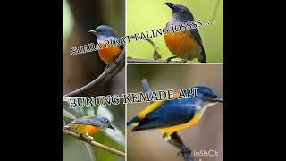 SUARA PIKAT BURUNG KEMADE API PALING DASYAT.....