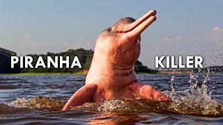 Amazon River Dolphins: Pink Freshwater Dolphins That Eat Piranhas