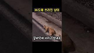 고양이가  쓰러져있다면 이렇게 하세요