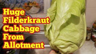 Huge Filderkraut Cabbage! A Win For No Dig Allotment