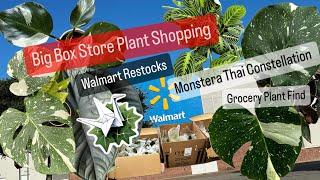 Big Box Store Plant Shopping Walmart Plants HEB Monstera Thai Constellation FInd Cheap Houseplants