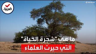تحدث عنها بابا الفاتيكان مرارا.. قصة عجيبة لـ"شجرة الحياة" في البحرين