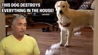 Golden Retriever Destroys Thousands In Damage But What’s The Secret? | Cesar 911 Throwbacks