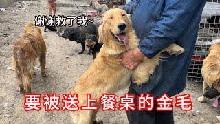 Golden Retriever saved under the butcher's knife would not let go of her saviors