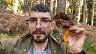 Giant Winter Chanterelles :) Craterellus tubaeformis