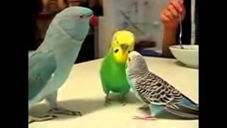 Нарезка про попугаев