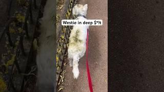 Westie in deep $*!t - naughty puppy London 