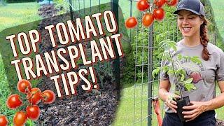 Transplanting Tomatoes to the Garden: MY TOP 7 TIPS! 