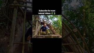 Woman Building Wooden House in Forest | Treehouse in Jungle | Survival House Build