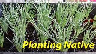 I'itoi Onion Starts | Planting Natives in AZ