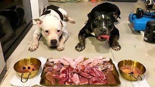 O&n The Pit Bulls eat RAW FOOD หมากินดิบ [ASMR]MUKBANG[咀嚼音] อาหารสุนัขที่ดีที่สุด EP.078 of 2024