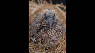 Baby Wood Pigeon