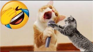 Funny Cats and Dogs 4  Best Funniest Animals Compilation (Try not to laugh)
