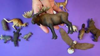 Animals from around the world | animal toys | the darling toy house | Schleich | Papo