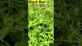 Black bee #shorts #shortsfeed
