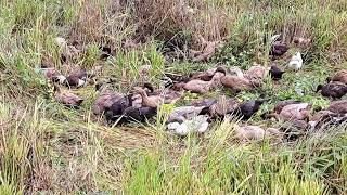 Quack , quack .cute duck ! egg hatching