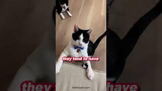 Fun fact about tuxedo cat. #shorts