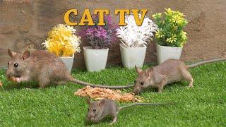 Mouse Video For Cats To Enjoy - Cat TV - Mouse Entertainment  - 10 Hours Video for Cats